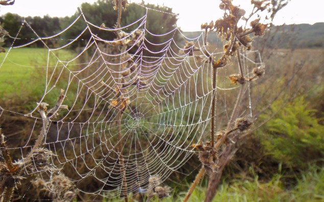Spiderweb